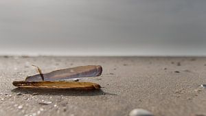 Lonely at the beach van Marlous en Stefan P.