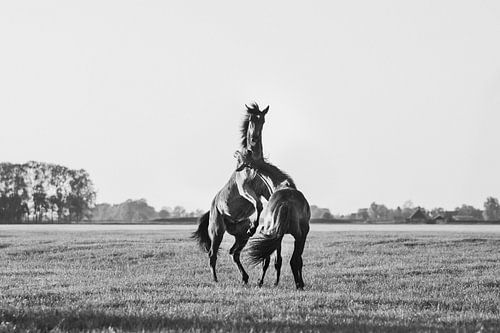 Spelende paarden steigeren in de wei in zwart wit