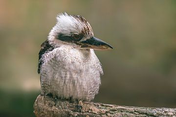 un oiseau chasseur (Dacelo novaeguineae) perché sur une branche en attente d'une proie