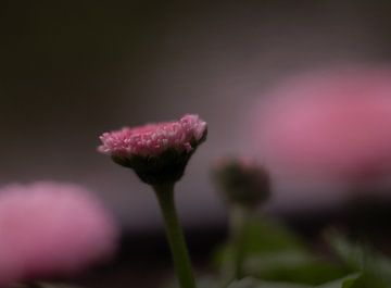 pink flowers van Elvira Werkman