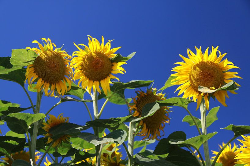 Tournesols par Karina Baumgart