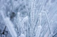 sneeuw, rijp in de winterse natuur, macrofoto van Karijn | Fine art Natuur en Reis Fotografie thumbnail