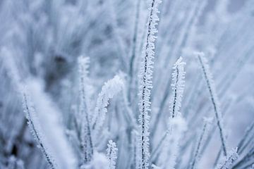 sneeuw, rijp in de winterse natuur, macrofoto van Karijn | Fine art Natuur en Reis Fotografie