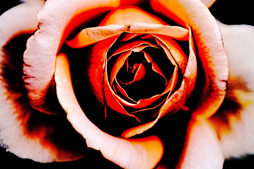 Rose by Rob Boon