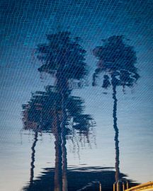 Three Palm Trees by Eveline Gerritsen