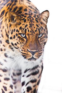 Het mooie zekere luipaard loopt bij u close-up van snuit en lichaam, witte lichte achtergrond