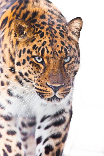 Beautiful confident leopard is walking at you close-up of muzzle and body, white light background by Michael Semenov