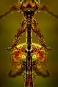 Art of nature:  Totem van Kaardenbol