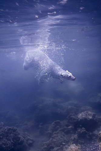 Un ours polaire imposant nage dans l'eau glacée : symbole de force et de survie dans le Nord