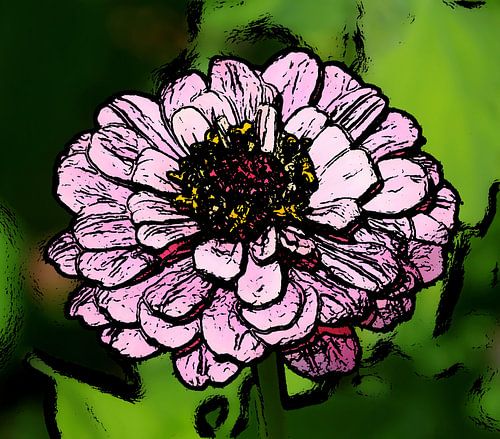 Bloem ( zinnia )