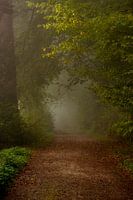 Walk through the foggy forest