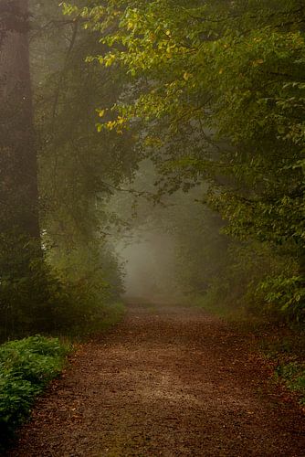 Spaziergang durch den Wald im Nebel