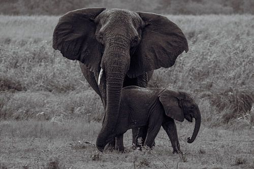 Elephant mother and child vintage