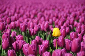 Één gele tulp in paars bollenveldveld van Adri Vollenhouw