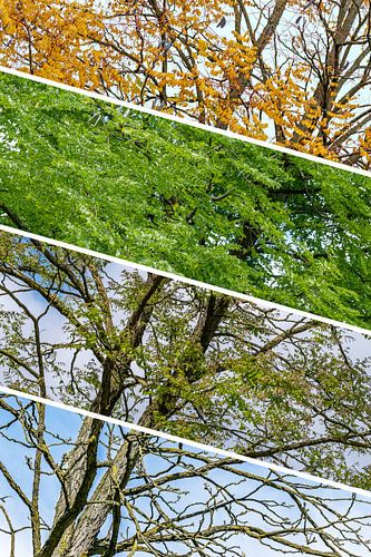 Four seasons tree layered