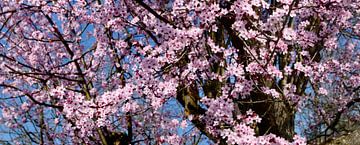 Roze bloesem in de lente tegen een blauwe lucht van Corinne Welp