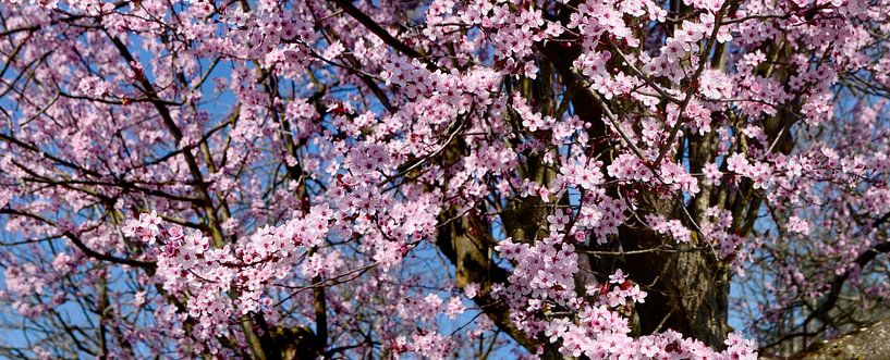 Pink blossom in spring against a blue sky by Corinne Welp