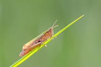 Sprinkhaan op gras