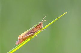 Sauterelle sur l'herbe sur Hans Debruyne