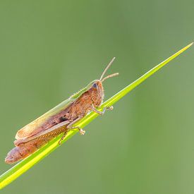 Grasshopper on grass by Hans Debruyne