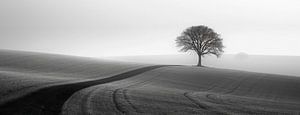 Einsamer Baum, weite Leere