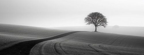 Lonely tree, vast emptiness