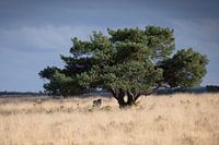 Veluwe met zijn Schotse Hooglanders