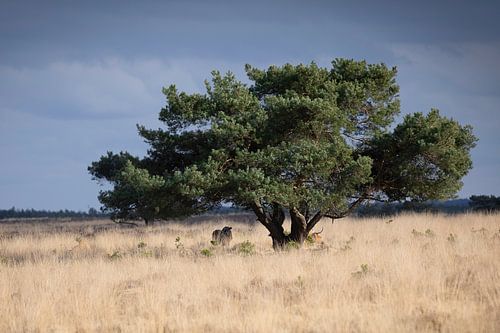 Veluwe avec ses Highlanders écossais