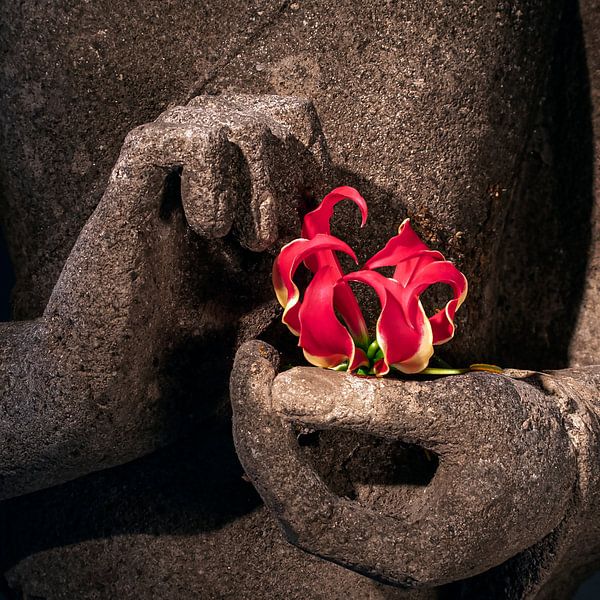 Buddha's hands with red flower by Affect Fotografie