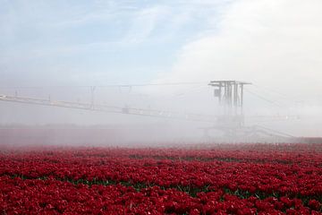 irrigatie van rode tulpen tijdens droogte van W J Kok