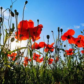 Field with poppies van Graham De With