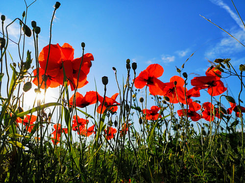 Feld mit Mohnblumen