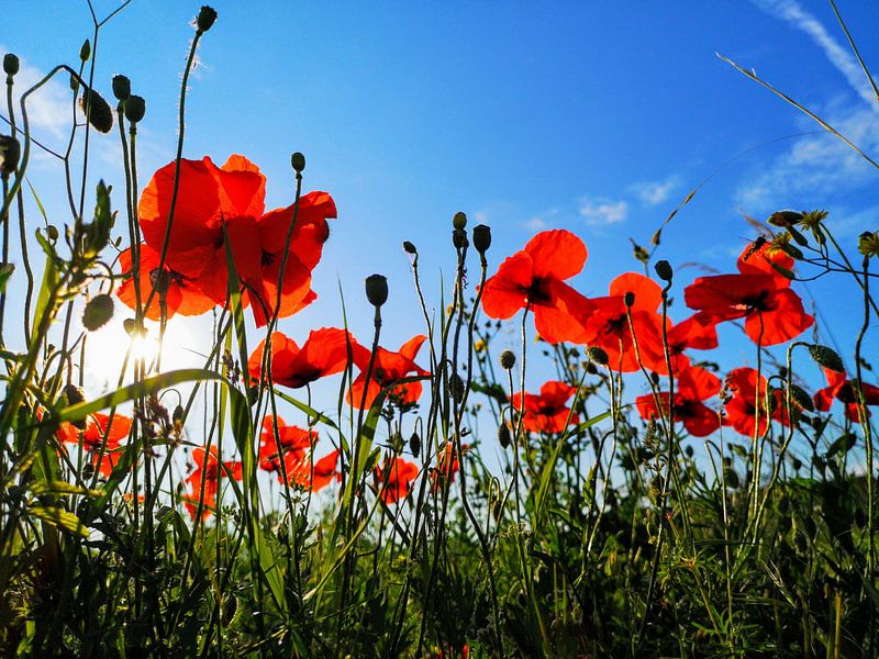 Field with poppies by Graham De With