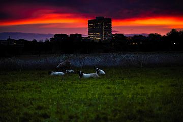 Schapen in de wei tijdens de zonsondergang van Timo Videc