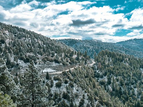 Winter themed forest with frozen leaves and plants.