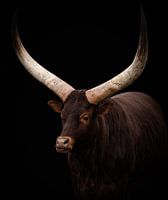 Portrait du bœuf de Watusi
