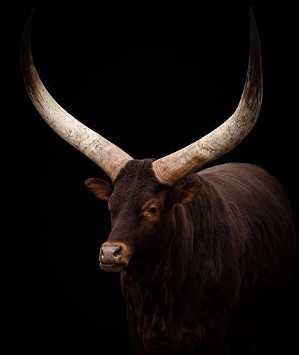 Porträt Watusi-Rind