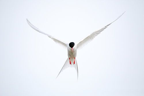 Arctic tern