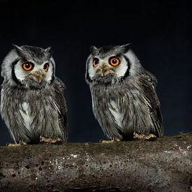 African white-face dwarf owl by Fronika Westenbroek