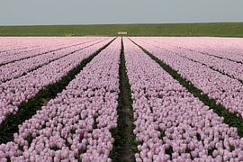 a tulip field with pink tulips by W J Kok