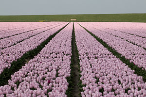 ein Tulpenfeld mit rosa Tulpen