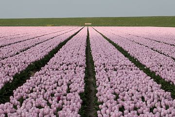 een tulpenveld met roze tulpen van W J Kok