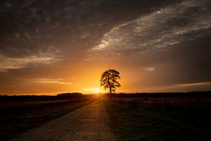Einsamer Baum an einer Straße und der Sonnenuntergang