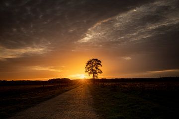 Arbre solitaire au bord d'une route et le coucher du soleil sur KB Design & Photography (Karen Brouwer)