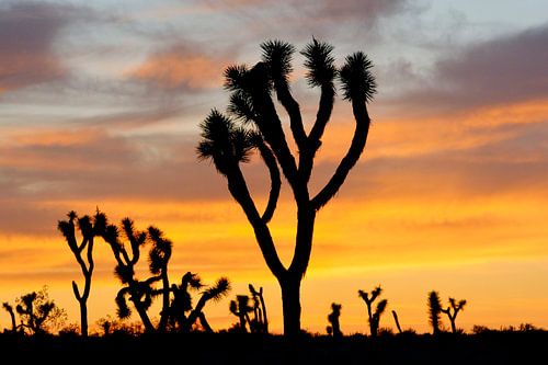 Joshua Tree national park in Southern California