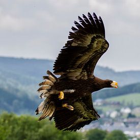 Wings of beauty. Stellers zeearen in de vlucht. Roofvogel nog in de groei sur noeky1980 photography