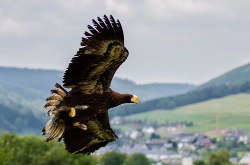 Wings of beauty. Stellers zeearen in de vlucht. Roofvogel nog in de groei