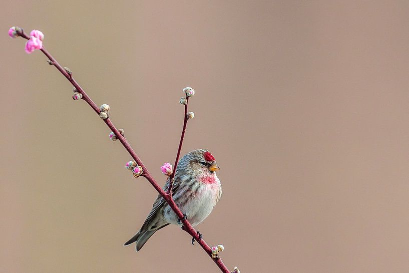 Barmsijs by Theo de Wild