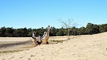 Stronk en een boompje op een zandverstuiving