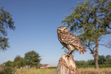 hibou dans le paysage sur Kris Hermans